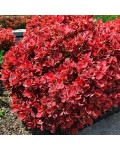 Berberis thunbergii ’Ruby Star’